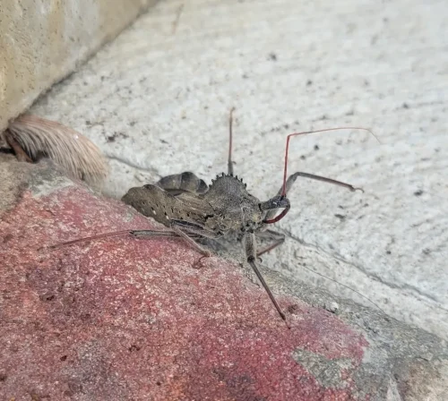 Pest Control Service Beech Grove Indiana 052