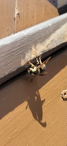 Pest Control Service Beech Grove Indiana 054