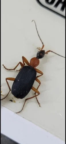 Pest Control Service Beech Grove Indiana 055
