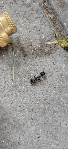 Pest Control Service Beech Grove Indiana 056