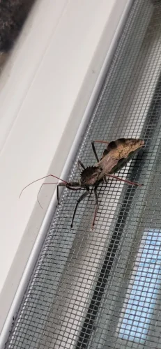 Pest Control Service Beech Grove Indiana 057