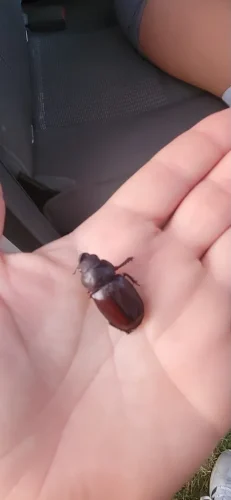 Pest Control Service Beech Grove Indiana 058