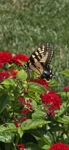 pest-control-service-beech-grove-indiana-01