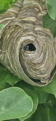 pest-control-service-beech-grove-indiana-010