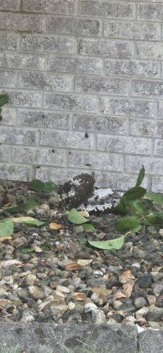 pest-control-service-beech-grove-indiana-011