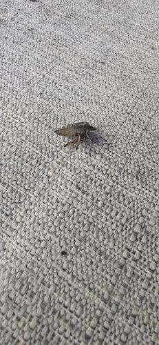 pest-control-service-beech-grove-indiana-013
