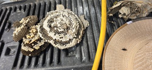 pest-control-service-beech-grove-indiana-017