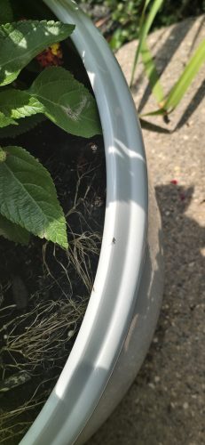 pest-control-service-beech-grove-indiana-02