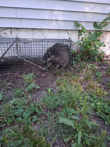 pest-control-service-beech-grove-indiana-020