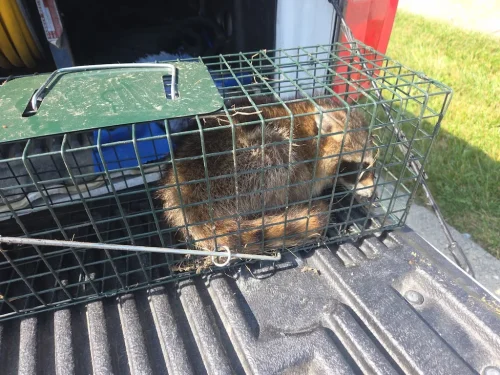 pest-control-service-beech-grove-indiana-022