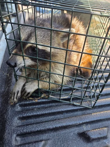 pest-control-service-beech-grove-indiana-023