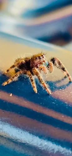 pest-control-service-beech-grove-indiana-027