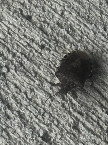 pest-control-service-beech-grove-indiana-028