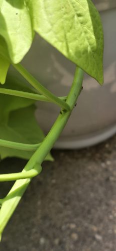 pest-control-service-beech-grove-indiana-03