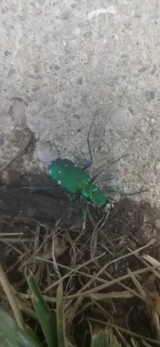 pest-control-service-beech-grove-indiana-048