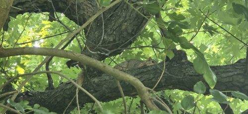 pest-control-service-beech-grove-indiana-05