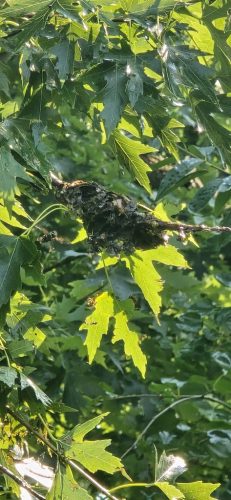 pest-control-service-beech-grove-indiana-06
