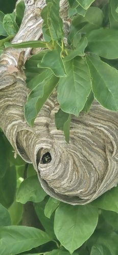 pest-control-service-beech-grove-indiana-07