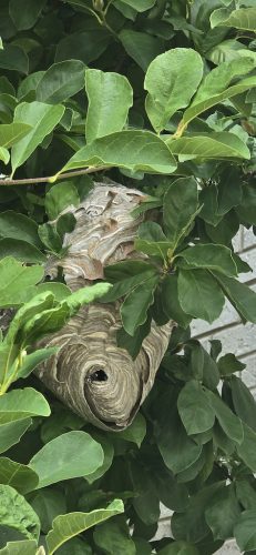 pest-control-service-beech-grove-indiana-09